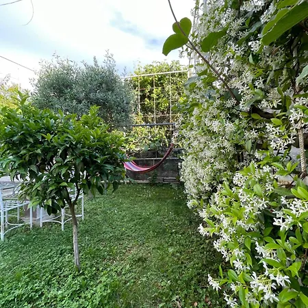 Nela * Shkoder